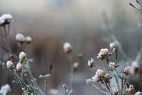 Winter flowers