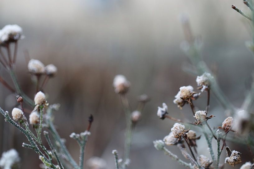 Winterliche Blumen von Anthea van den Berg
