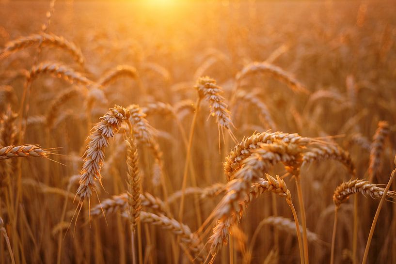 Koren bij zonsopkomst van Martin Podt