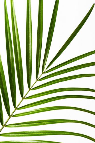 Palm leaf