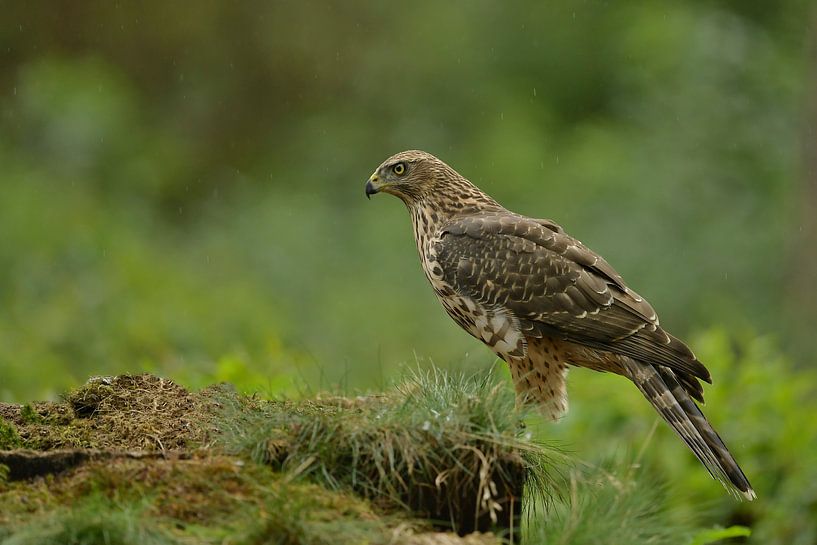 Havik zoekt prooi in het bos by Jan van Vreede