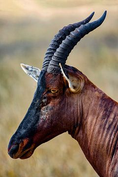 Antilope lyre sur Peter Michel