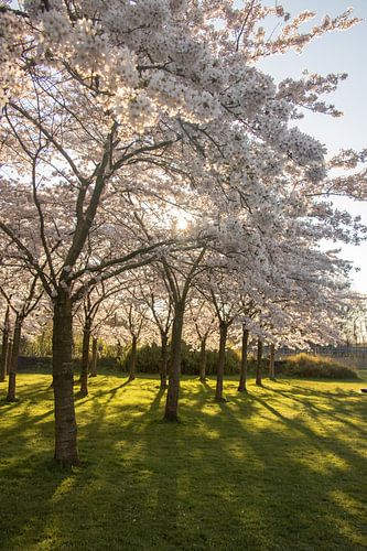 Japanische Blüte im Amsterdamse Bos.