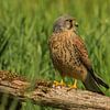 M. Kestrel sur Stephan Scheffer