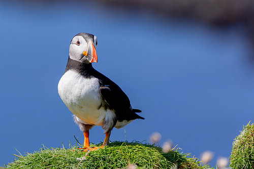 Macareux moine (Fratercula arctica)