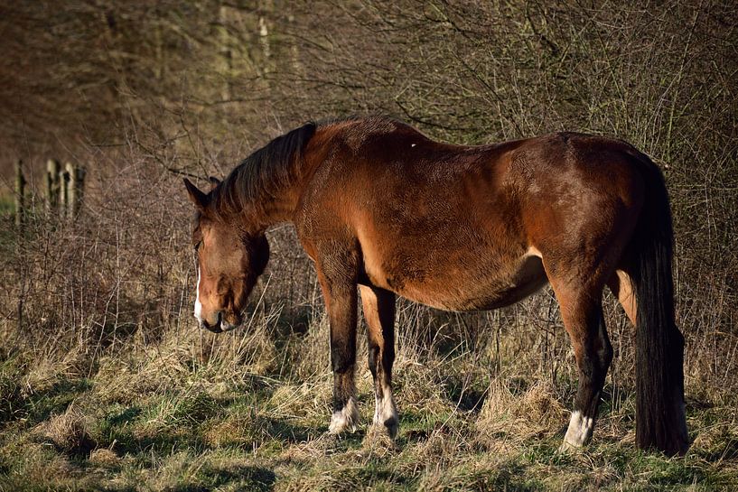 Pferd im Wald von T. Berrevoet