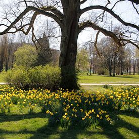 Mer de fleurs sous les chênes au printemps à Bad Kissingen sur Martin Flechsig