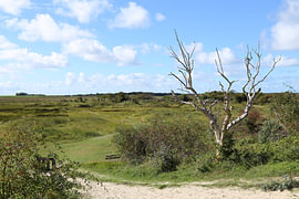 View of the Kobbeduinen on Schiermonnikoog
