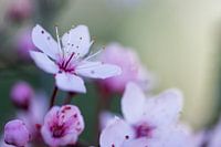 Pink blossom in spring