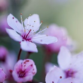 Pink blossom in spring by Jaike Reinders