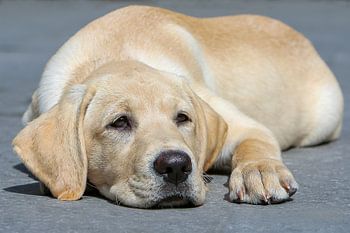 Blonde labrador pup ligt te luieren.