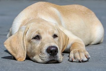 Blonde labrador pup ligt te luieren. van Michar Peppenster