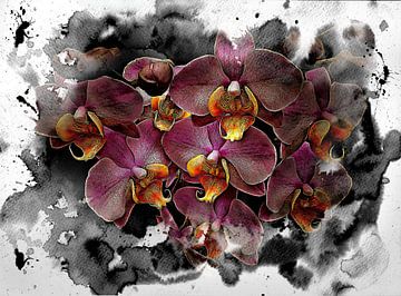 Träumen von Orchideen von Dorothy Berry-Lound