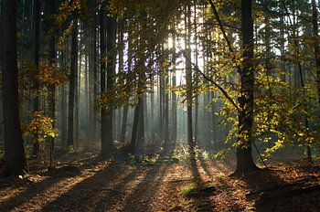Herstbos bij ongergaande zon