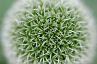 Spikes