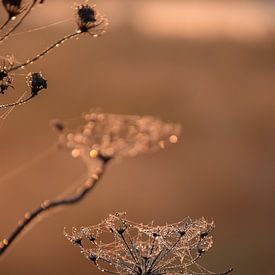 Tout est calme, tout est lumineux sur Ingrid de Vos - Boom