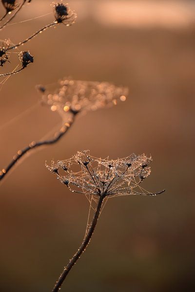 Alles ist ruhig, alles ist hell von Ingrid de Vos - Boom