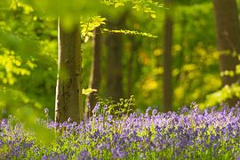 Forest springtime landscape with Bluebell flowers by Sjoerd van der Wal Photography