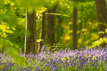 Wilde hyacinten bloemen in het bos in het voorjaar