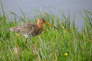 Grutto in het gras bij de waterkant. van Petra Vastenburg