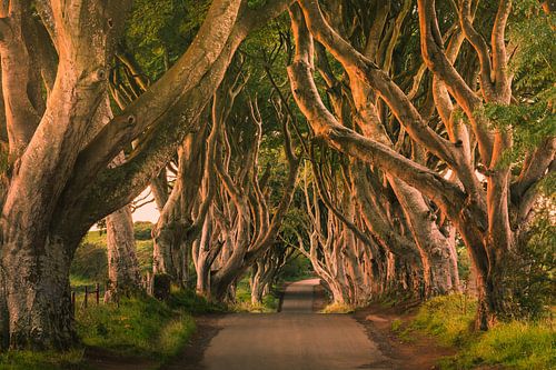 The Dark Hedges, Irlande du Nord