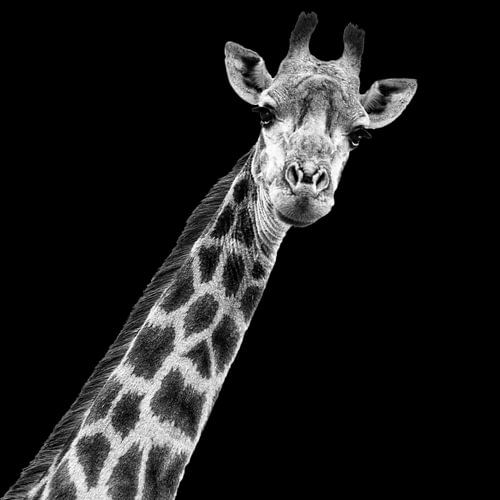Porträt Giraffe in Schwarzweiß