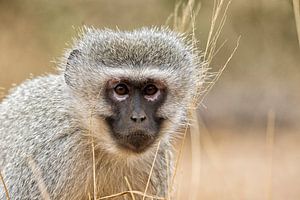 Vervet