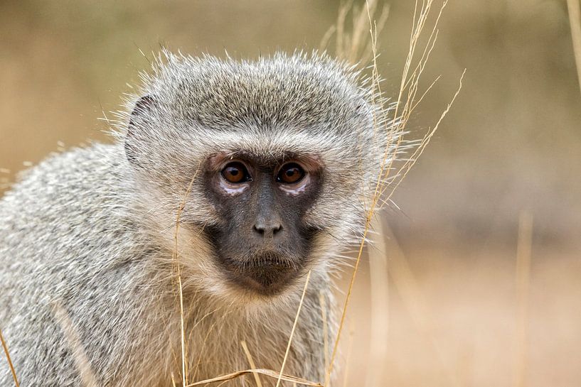 Vervet par Cor de Bruijn Photography