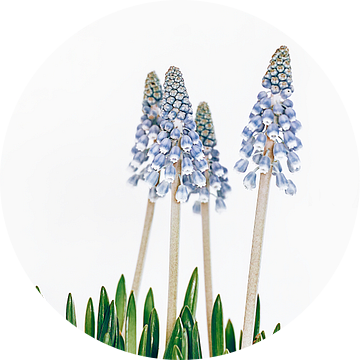blauwe hyacinten van Michael Schulz-Dostal