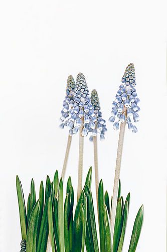 blauwe hyacinten