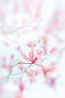 Magnolienblüte