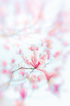 Magnolia bloesem 2 van Patricia van Kuik