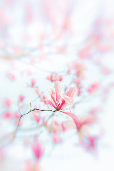 Fleur de magnolia par Patricia van Kuik