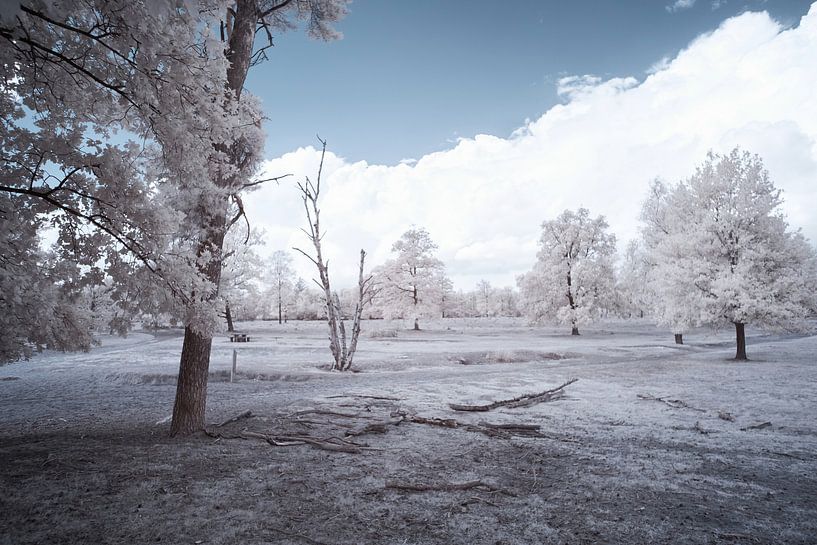 Infrarood landschap, witte bomen in een desolaat landschap van Gea Veenstra