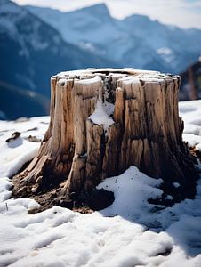 Baumstumpf im Winterschlaf