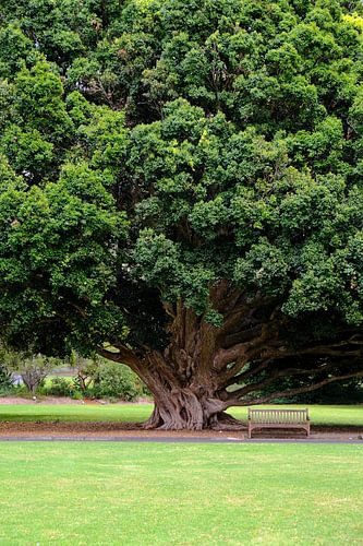 The story of the ancient tree