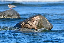 Eider ducks on the Baltic Sea by Karin Jähne