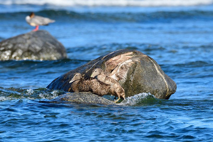 Eider ducks on the Baltic Sea by Karin Jähne