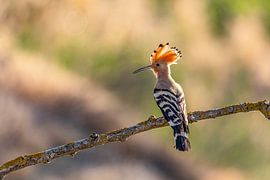 La huppe (Upupa epops), également connue sous le nom d'oiseau puant ou de vautour à dos rouge.