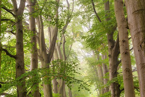 Beech avenue along forest path, spring