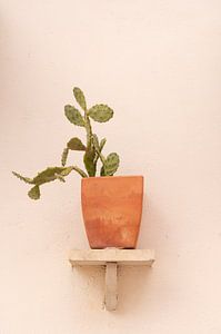 Ein Kaktus in einem Terrakotta-Topf auf einem Regal in einem Haus in Ericeira, Portugal - sommerliche Straßen- und Reisefotografie