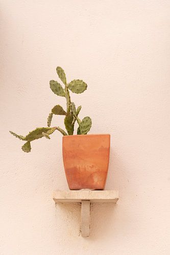 A cactus in terracotta pot on a shelf at a house in Ericeira, Portugal - summer street and travel photography by Christa Stroo photography