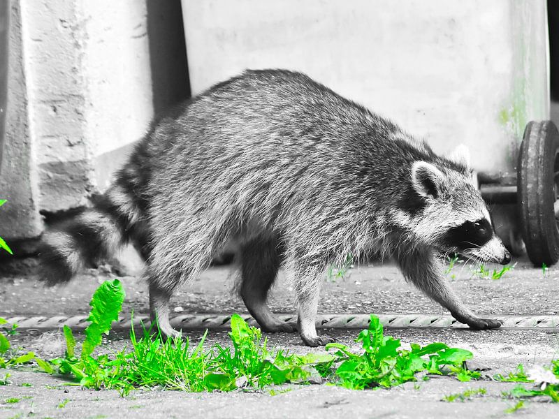 Besuch vom Waschbär II by DeVerviersBelgium