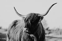 The Zeeland Scottish Highlander