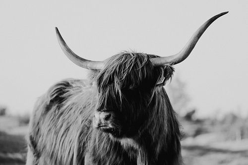 Le Highlander écossais de Zeeland