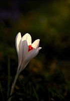 white crocus, solitary