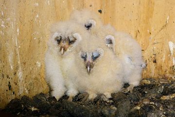 Kerkuilen ( Tyto alba ), kuikens, jonge vogels in het nest, dieren in het wild, Europa.