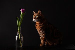 Katze mit Blume