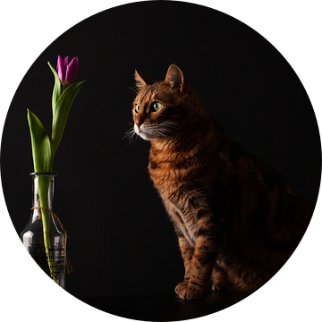Kat met bloem van Special Moments MvL