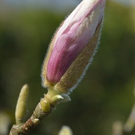 roze bloem aan boom van Jeffry Clemens